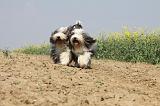 BEARDED COLLIE 158